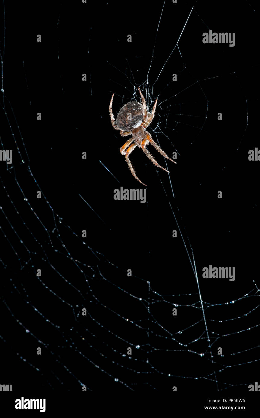 Leavenworth, Kansas. Gefleckte Orb Weaver spider {Neoscona crucifera} im Web in der Nacht. Stockfoto