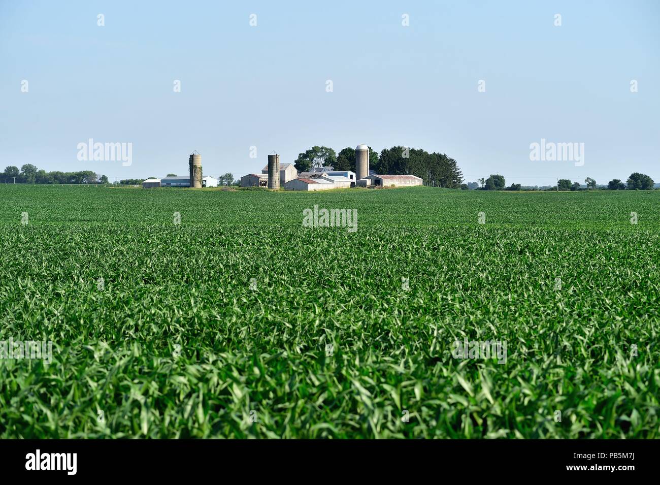 Virgil, Illinois, USA. Eine Gruppierung von Scheunen, Silos und Hallen durch eine expansive Maisernte auf nordöstlichem Illinois umgeben. Stockfoto