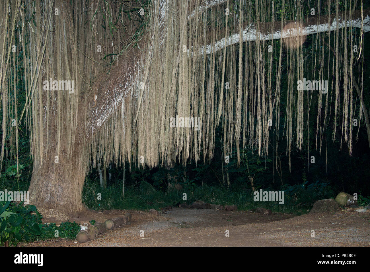 Maui, Hawaii. Hängende Prop Wurzeln eines Banyan Tree in Honolua Park. Stockfoto
