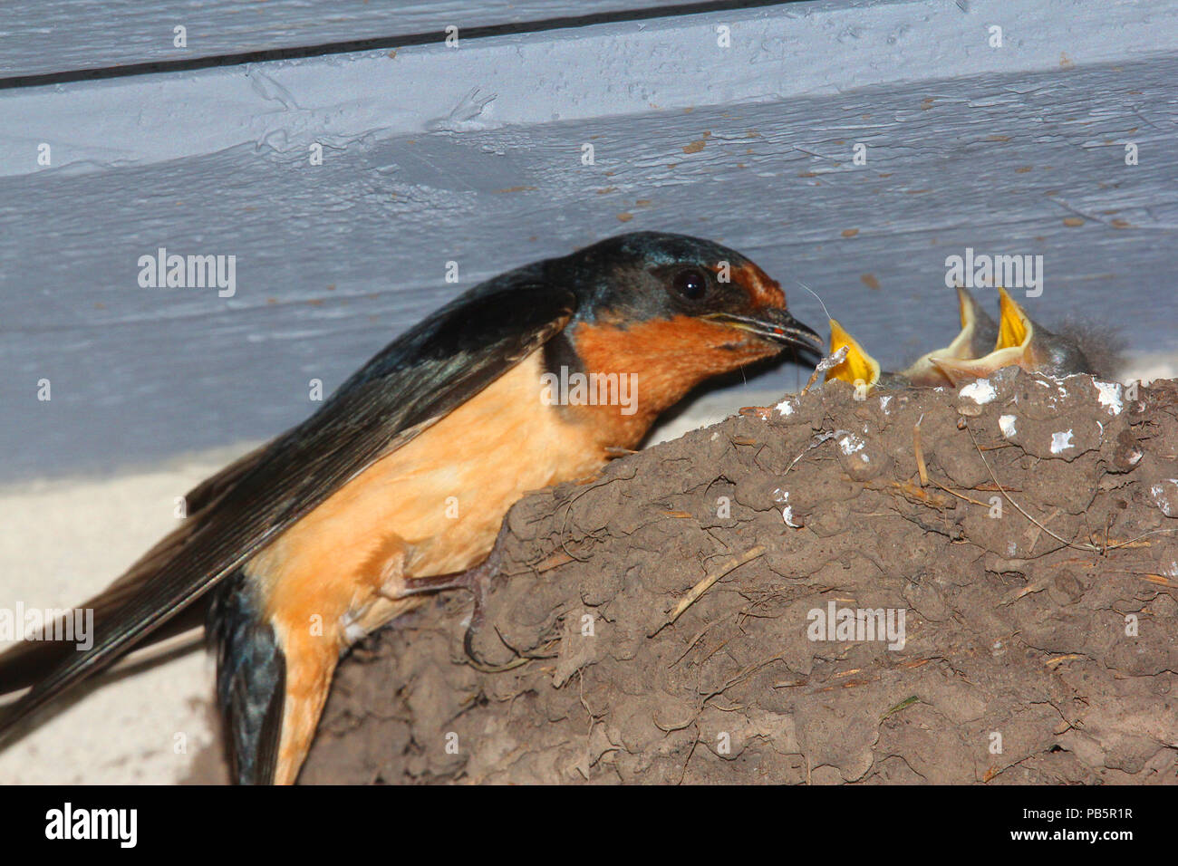Rauchschwalbe hirundo Rustica, Fütterung die Babys Stockfoto