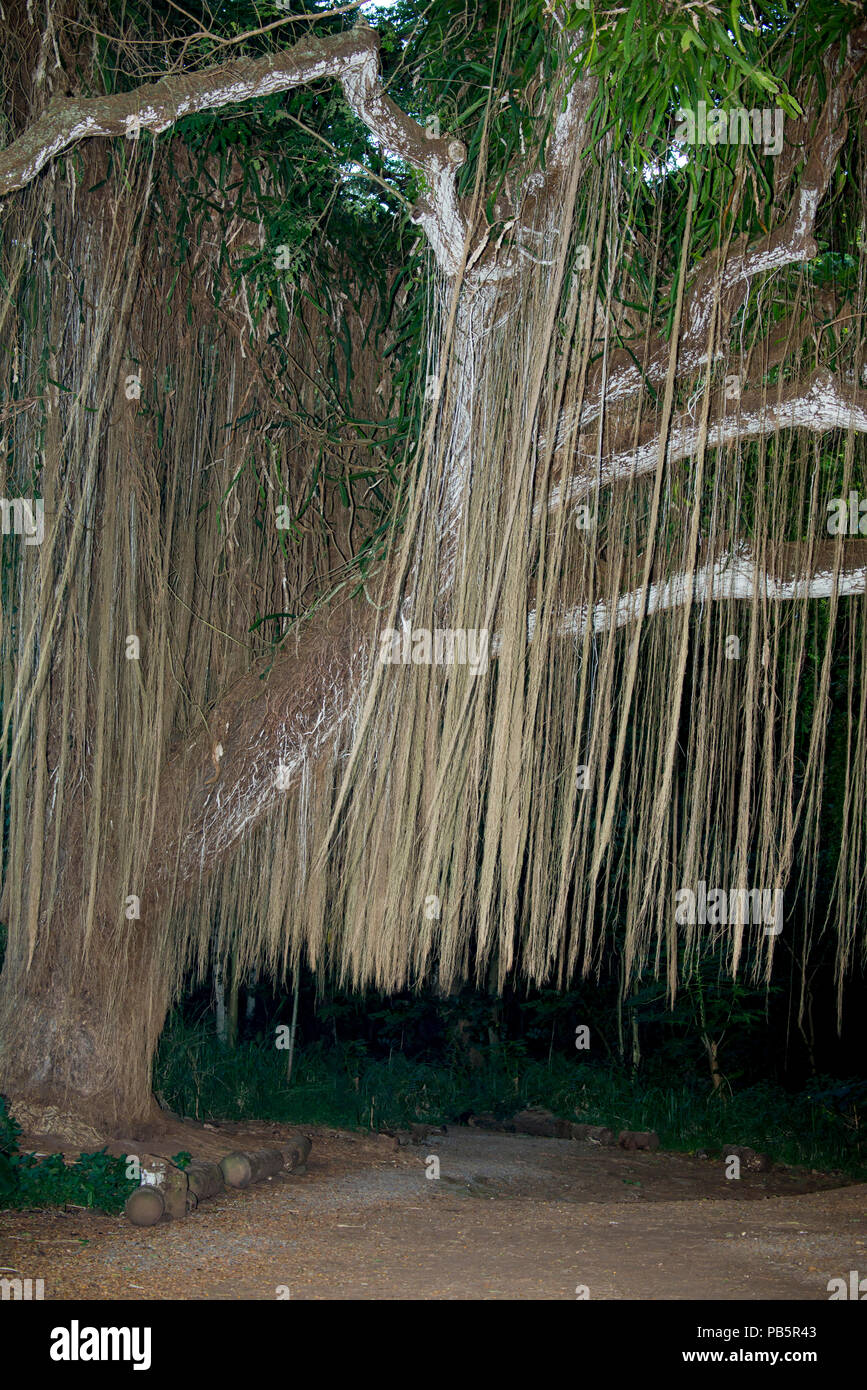Maui, Hawaii. Hängende Prop Wurzeln eines Banyan Tree in Honolua Park. Stockfoto