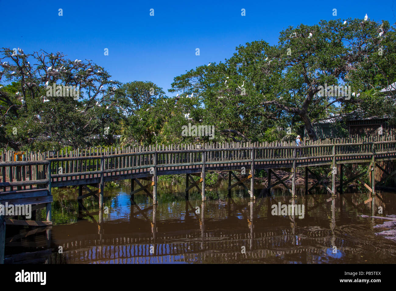 Promenade in der nativen Sumpf & Vogel rookery in St. Augustine Alligator Farm Tierpark in St Augustine Florida Stockfoto