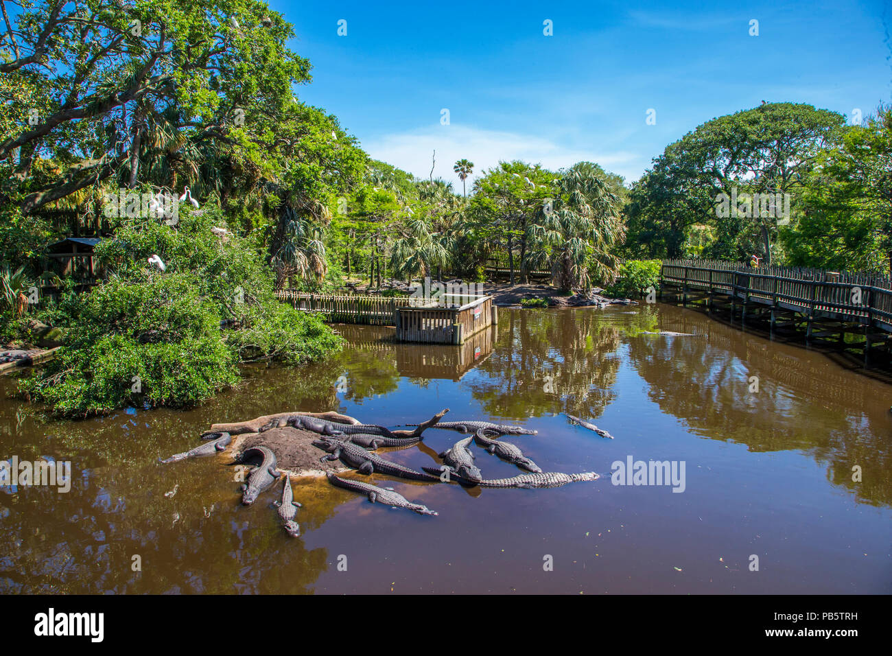 Alligaors im nativen Sumpf & Vogel rookery in St. Augustine Alligator Farm Tierpark in St Augustine Florida Stockfoto