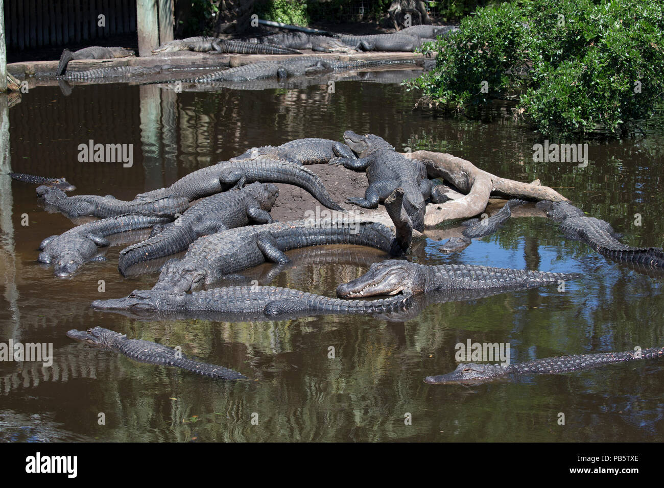Alligaors im nativen Sumpf & Vogel rookery in St. Augustine Alligator Farm Tierpark in St Augustine Florida Stockfoto