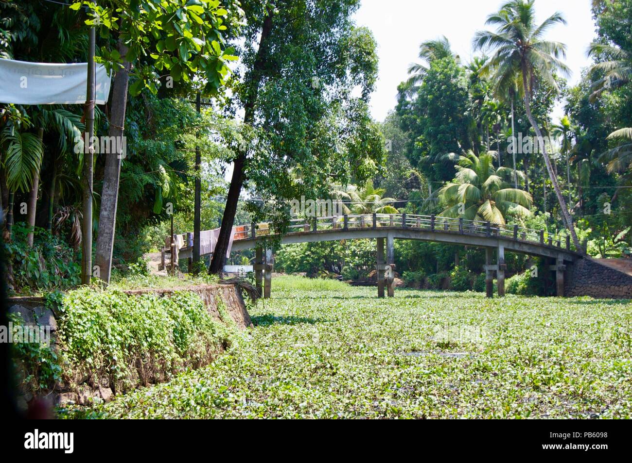 Die malerische Landschaft in ländlichen Kerala (Indien) in der Nähe von Kochi: Rückstau Kanal mit üppigen grünen Wasserpflanzen, riesigen Palmen und eine Brücke abgedeckt Stockfoto
