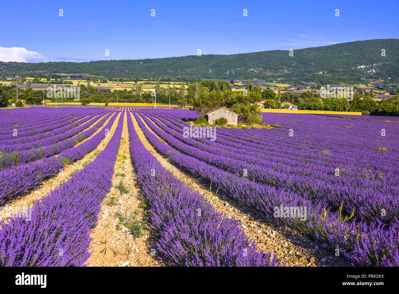 Landschaft mit Lavendel Feld und Hütte aus Stein in der Nähe von Sault, Provence, Frankreich Stockfoto