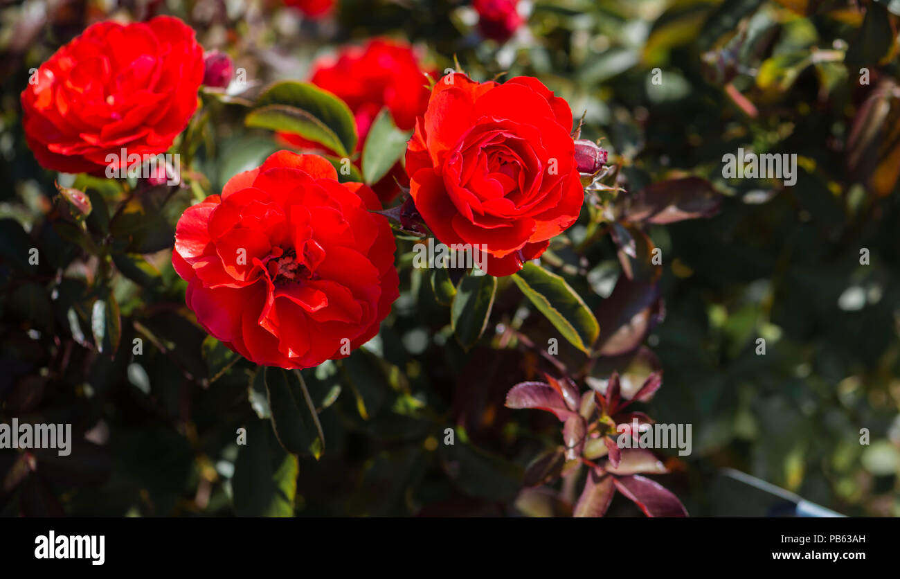 Drei helle rote Rosen in voller Blüte im Garten Stockfoto