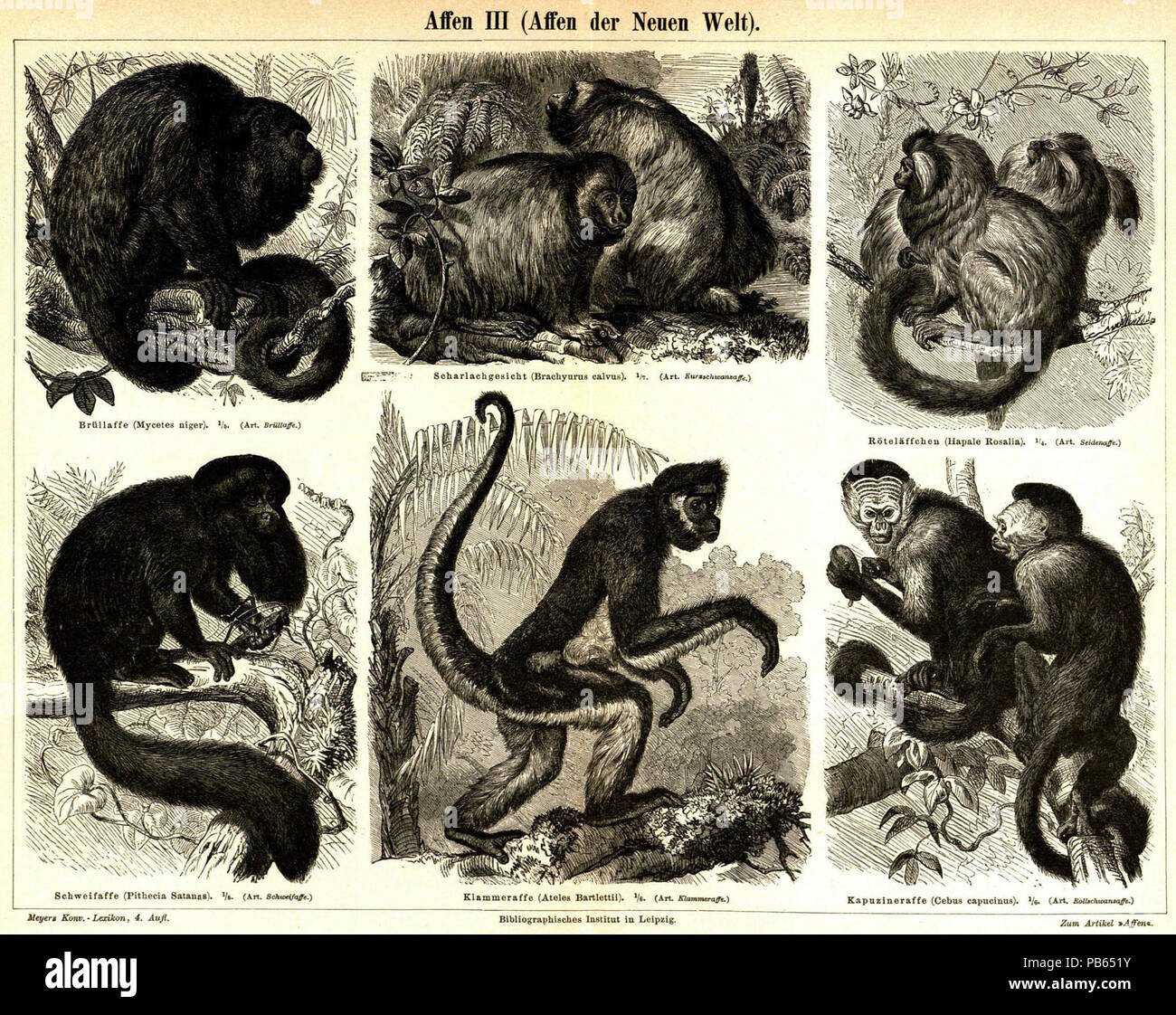 . English: Tafel: Affen III (Affen der Neuen Welt) 1. Brüllaffe (Mycetes ursinus). Körperlänge Schwanzlänge 0,55-0,60 m, 0,55-0,60 m. 2. Coaita (Ateles paniscus). 0,50 m Körperlänge, Schwanzlänge ,70 0,65-0 m. 3. Kapuziner (Cebus capucinus). Schwanzlänge Körperlänge 0,45 m, 0,35 m. 4. Satansaffe (Pithecia Satanas). Schwanzlänge Körperlänge 0,40 m, 0,35 m. 5. Nachtaffen (Nyctipithecus trivirgatus). Schwanzlänge Körperlänge 0,40 m, 0,45 m. 6. Saguin (Hapale Iachus). Schwanzlänge Körperlänge 0,24 m, 0,36 m. Englisch: Meyers Konversationslexikon - Vol.1 - III Seite 140 - Neue Welt- Affen. Stockfoto