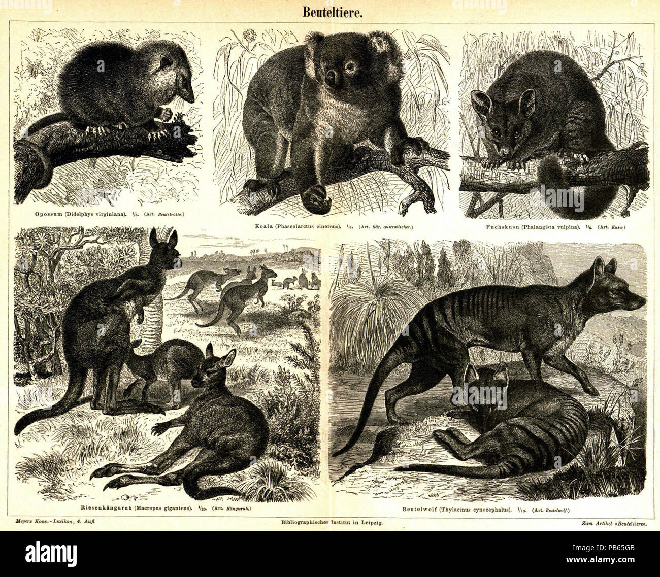 . English: Tafel: Beuteltiere zum gleichnamigen Artikel, Bildunterschriften: Opossum (Didelphys virginiana), 1/5 (Art. Beutelratte) Koala (Phascolarctus cinereus), 1/6 (Art. Bär, australischer) Fuchskusu (Phalangista vulpina) (Art. Kusu) Riesenkänguruh (Macropus giganteus), 1/20 (Art. Känguruh) Beutelwolf (Thylacinus cynocephalus), 1/10 (Art. Beutelwolf) Englisch: Meyers Konversationslexikon - Vol.2 - Platte zu Seite 847 - Beuteltiere. Von 1885 bis 1890 1033 Meyers b2 s0847 ein Stockfoto
