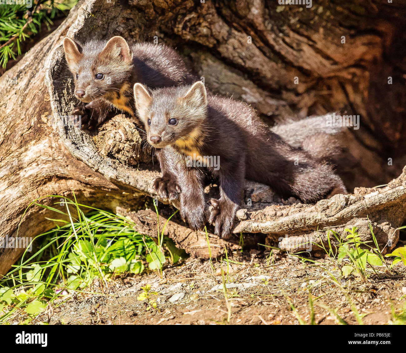 Baby Baummarder im Sonnenschein Stockfoto