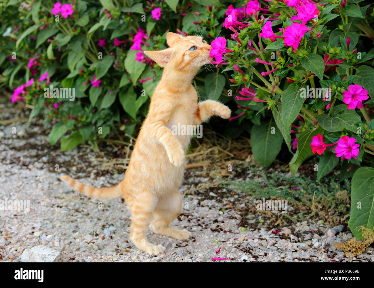 Junge Hauskatze, Ingwer, 3 Monate alt, stehend auf ihren Hinterpfoten und Riechen eine Blume Stockfoto