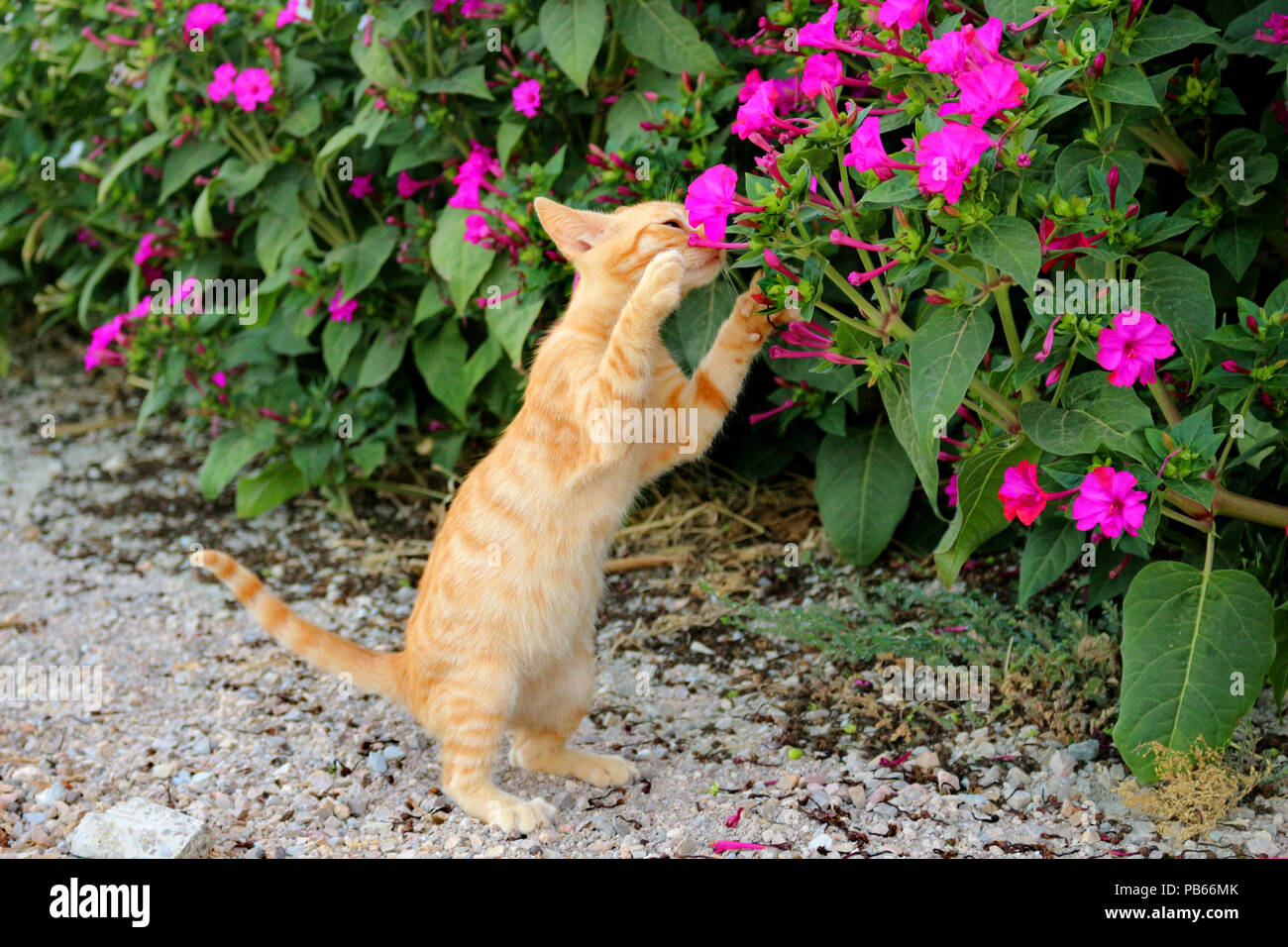 Junge Hauskatze, Ingwer, 3 Monate alt, stehend auf ihren Hinterpfoten und Riechen eine Blume Stockfoto