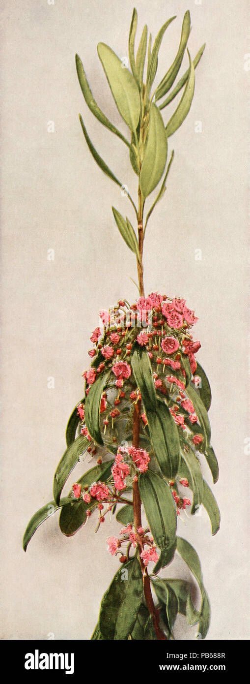 852 Kalmia angustifolia ssp. angustifolia WFNY-160 EIN Stockfoto