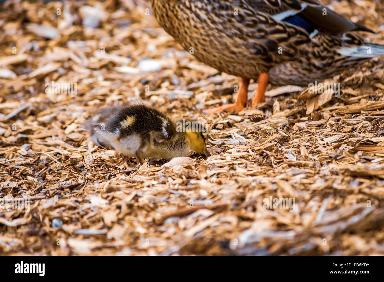 Ente und chips -Fotos und -Bildmaterial in hoher Auflösung – Alamy