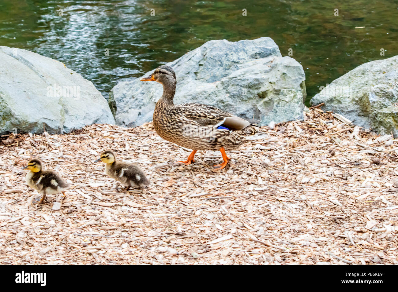 Ente und chips -Fotos und -Bildmaterial in hoher Auflösung – Alamy