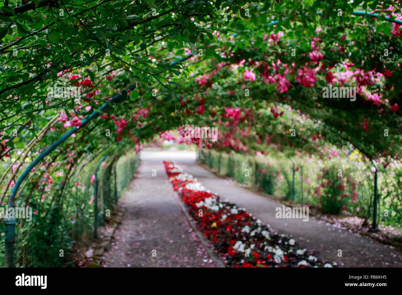 Ein Tunnel aus Klettern rote Rosen mit einem Kiesweg und Blumen unter Stockfoto