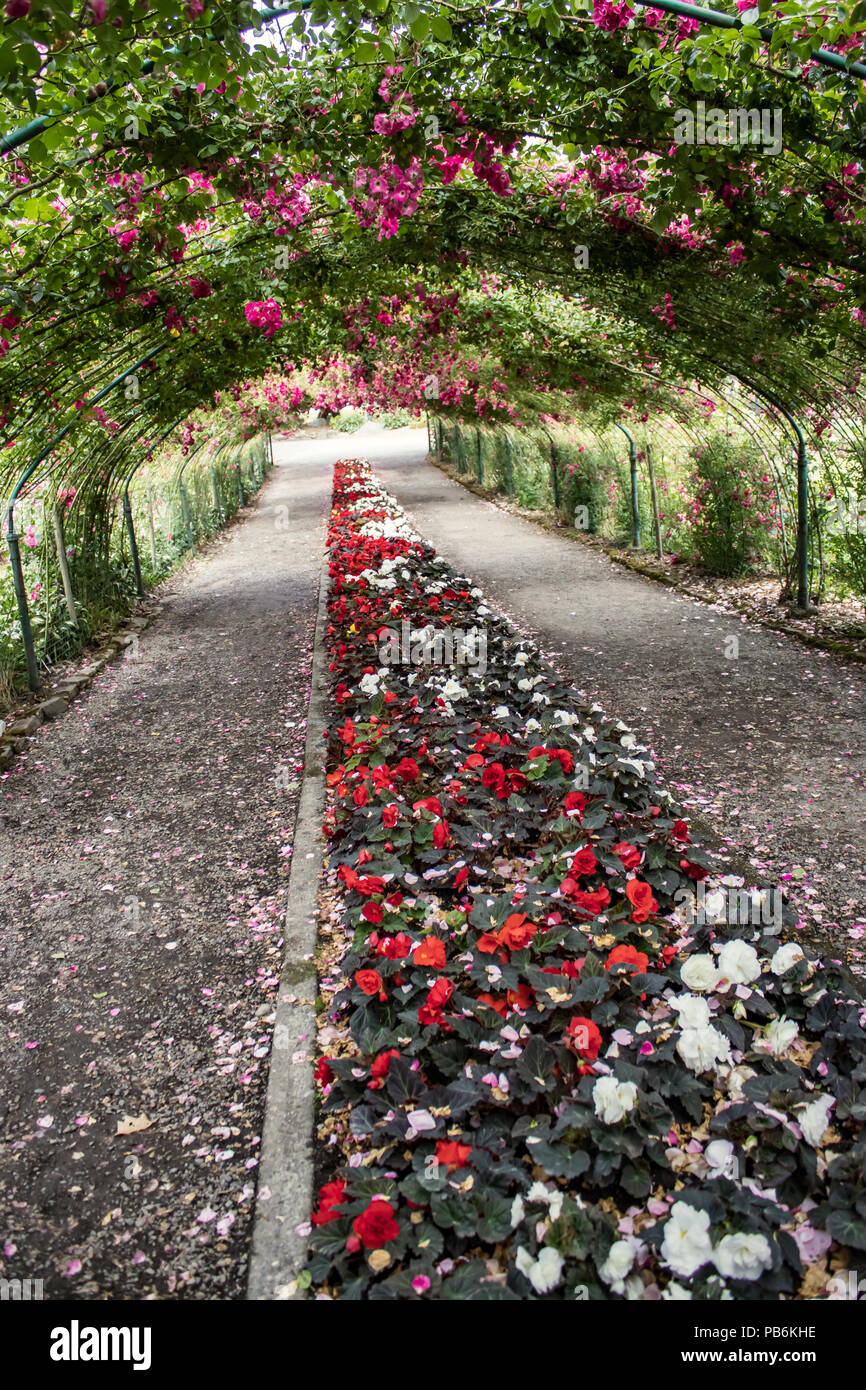Ein Tunnel aus Klettern rote Rosen mit einem Kiesweg und Blumen unter Stockfoto