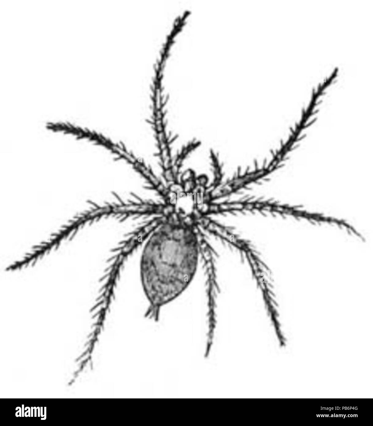 1601 Tegenaria Spider Bild Stockfoto