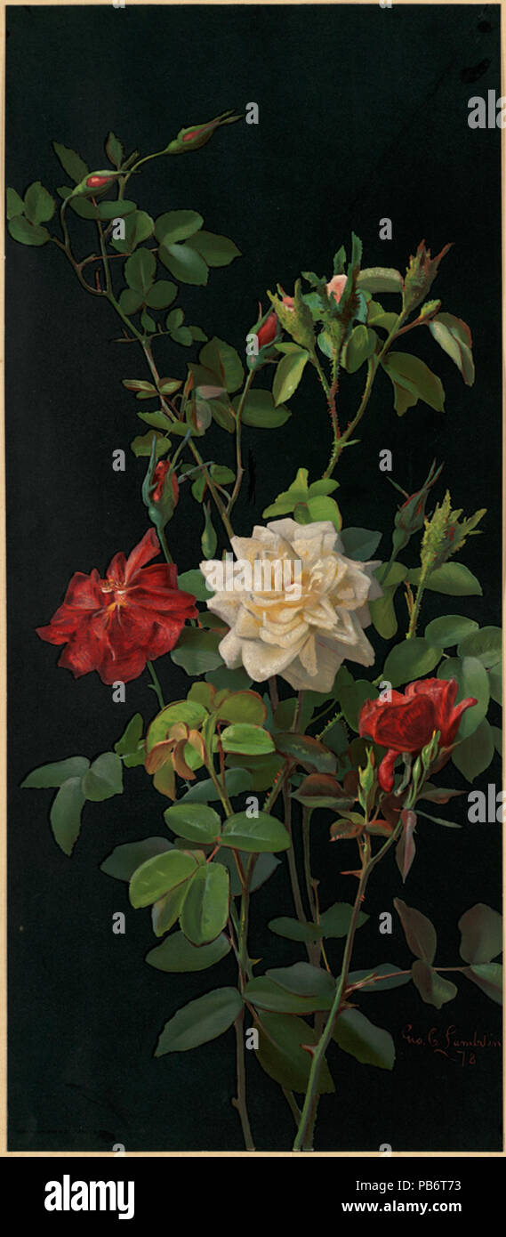 1271 Rosen und Knospen (Boston Public Library) Stockfoto