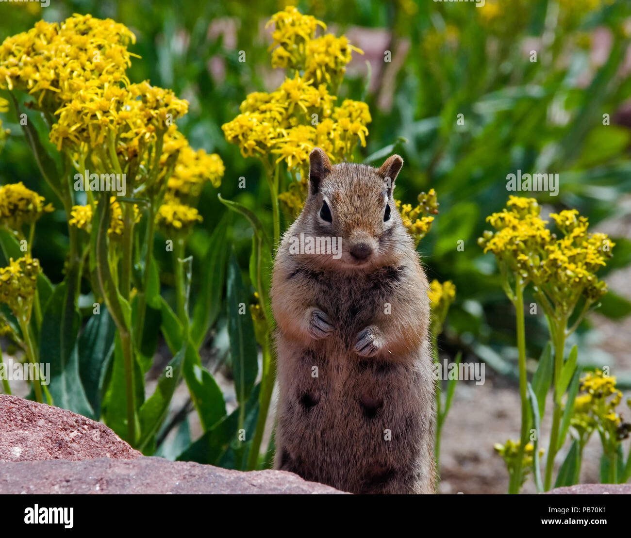Golden-mantled ground squirrel mit gelber Blume Hintergrund Stockfoto