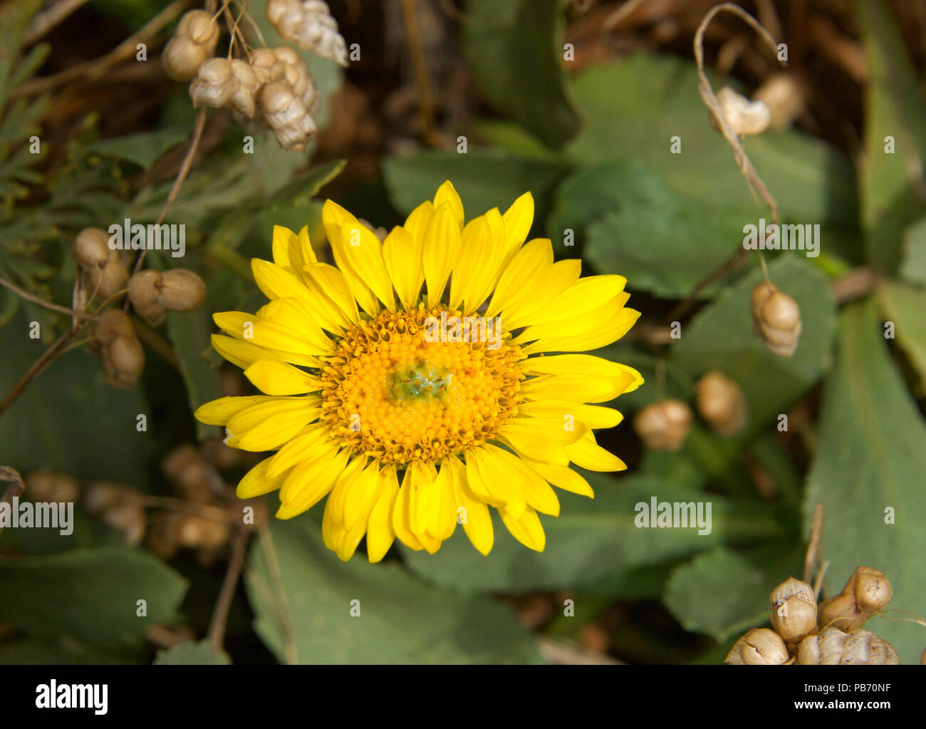 Schließen bis auf eine kleine gelbe Gerbera daisy flower mit gelbem Zentrum, grün mit weißen Milchsaft. Stockfoto