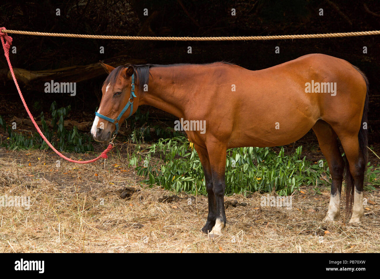 Braune und weiße Pferd gebunden bis zu einer Linie entlang der Seite des Waldes. Stockfoto