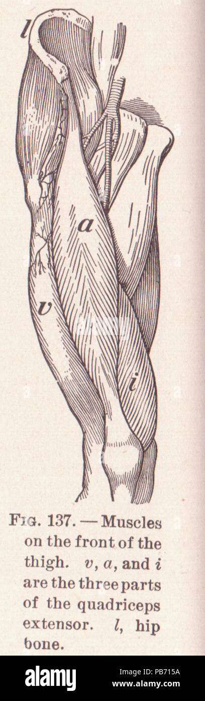 1185 Pg 206 Oberschenkelmuskulatur Stockfoto