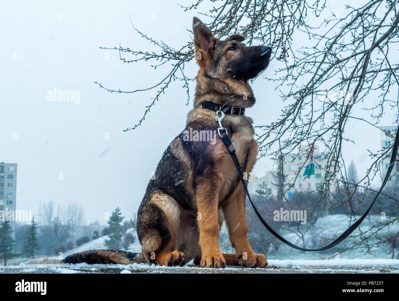 Ein Schäferhund Welpe Hund an der Leine im Winter städtische Umwelt mit Schneefall Stockfoto