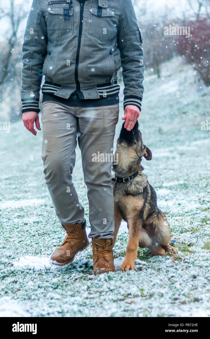 Ein deutscher schäferhund Welpen von seinem Besitzer ausgebildet und behandelt im Winter Umgebung mit Schneefall Stockfoto