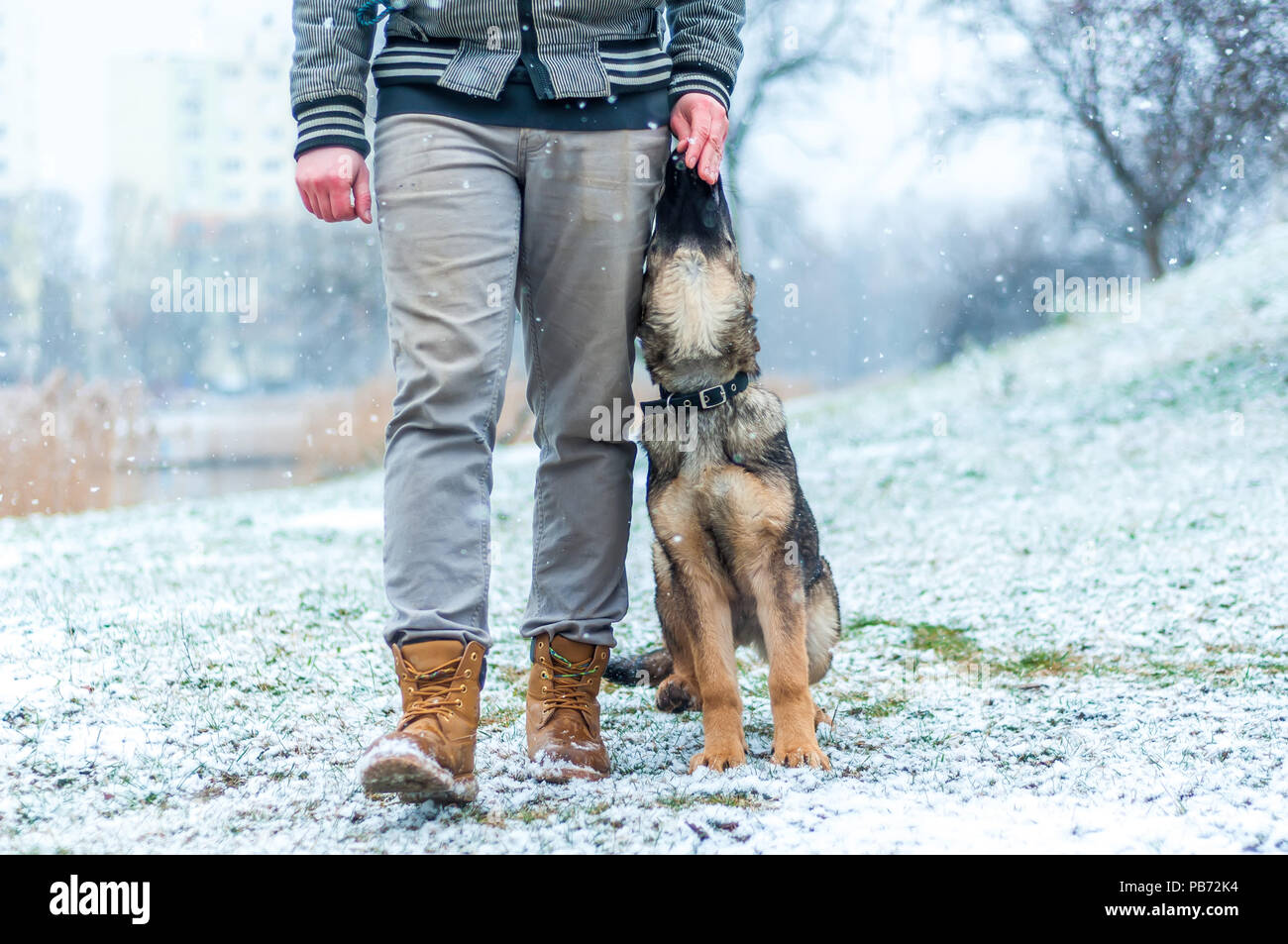 Ein deutscher schäferhund Welpen von seinem Besitzer ausgebildet und behandelt im Winter Umgebung mit Schneefall Stockfoto