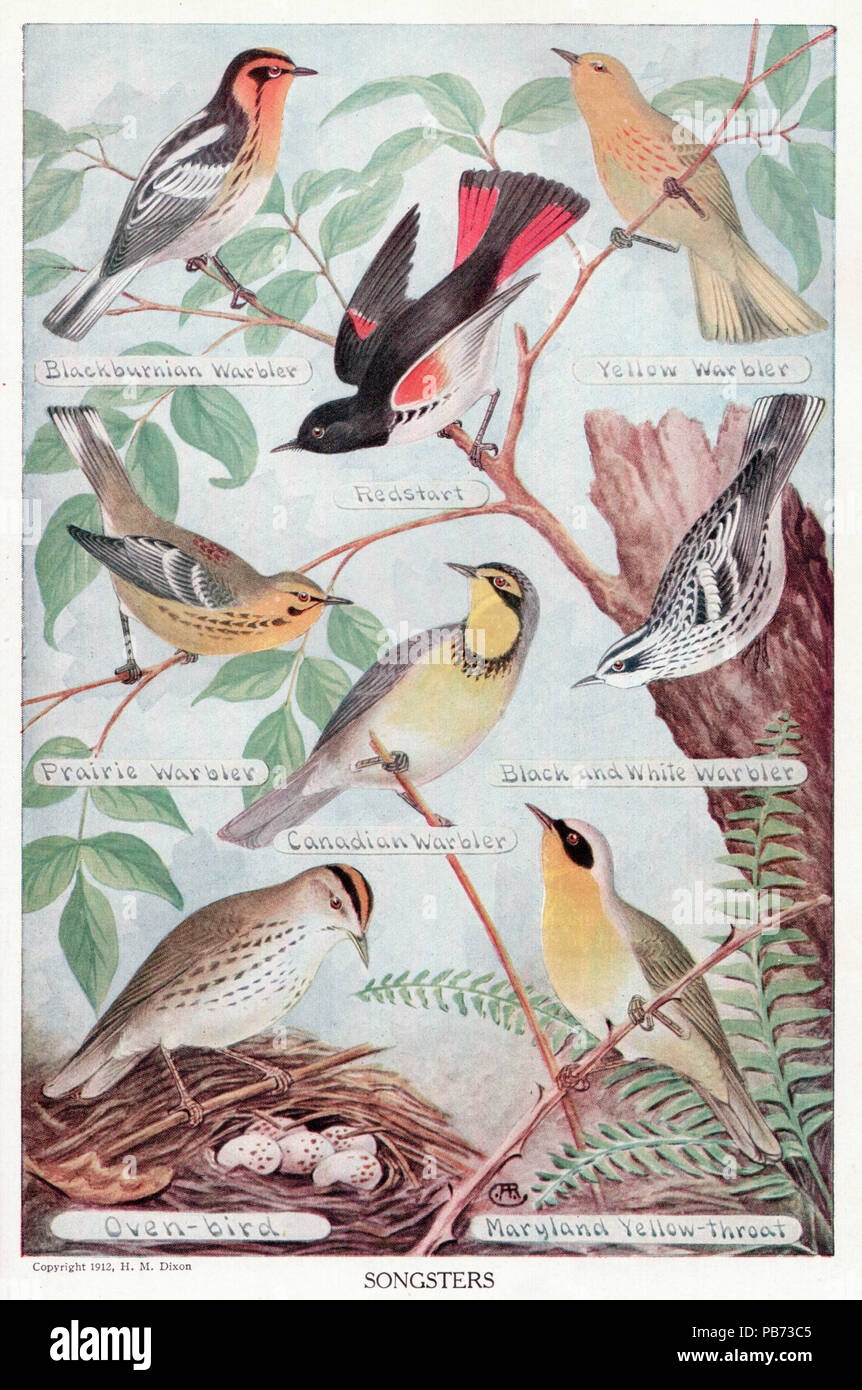 1551 Songsters Stockfoto