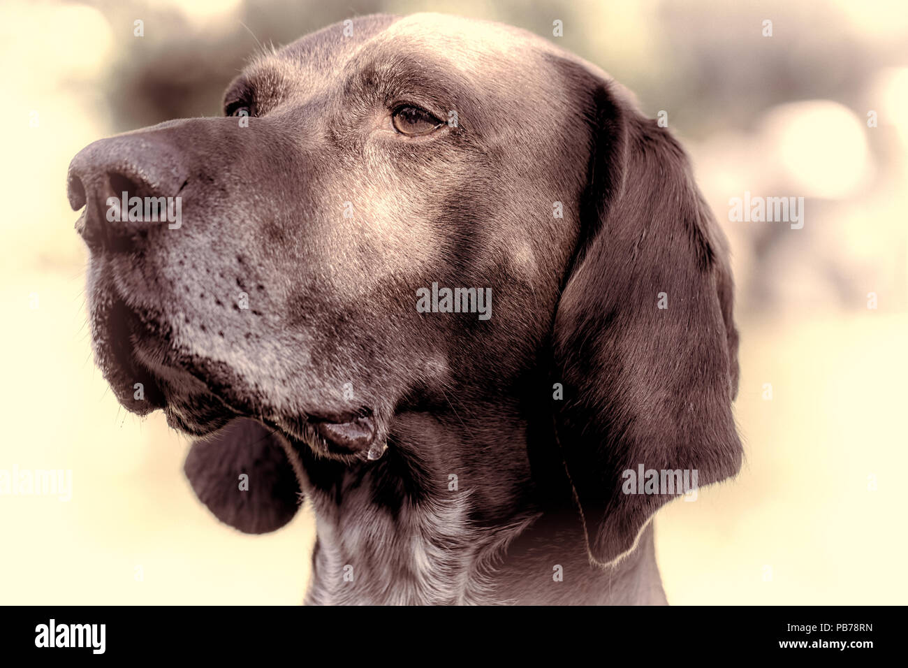 Deutsche kurzhaarige Zeiger Hund. Close-up unterschieden Pedigree pet portrait. Alte hund Kopf in close-up mit natürlichen Vignette und vintage Tone Stockfoto