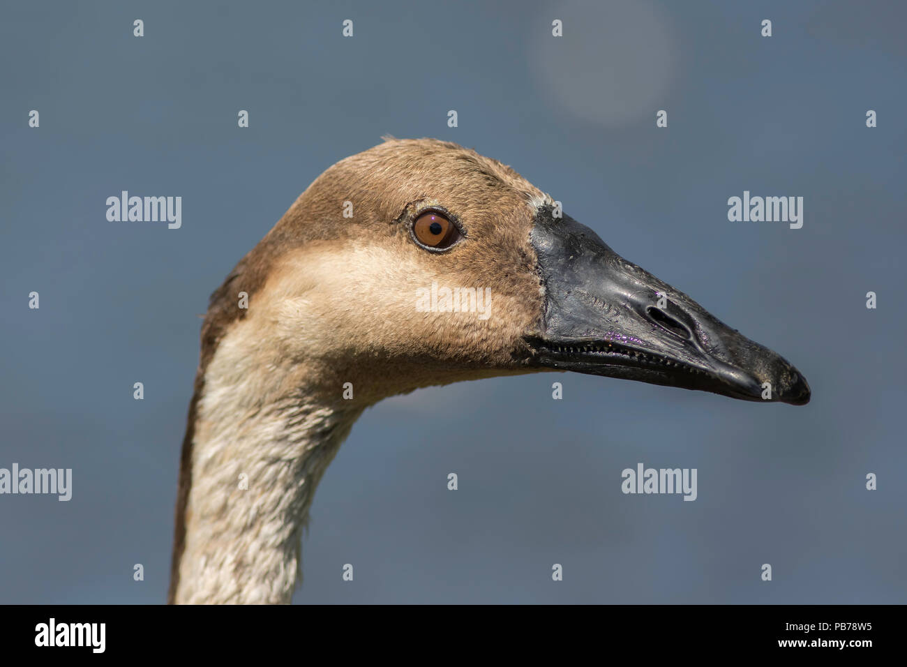 Swan goose (Anser cygnoides) Kopf in enger gegen sauberen einfachen Hintergrund. Stockfoto
