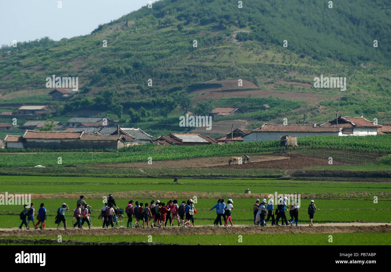 Linie der Kinder beim Überqueren einer Reisfeld nach Schule, Nordkorea Stockfoto