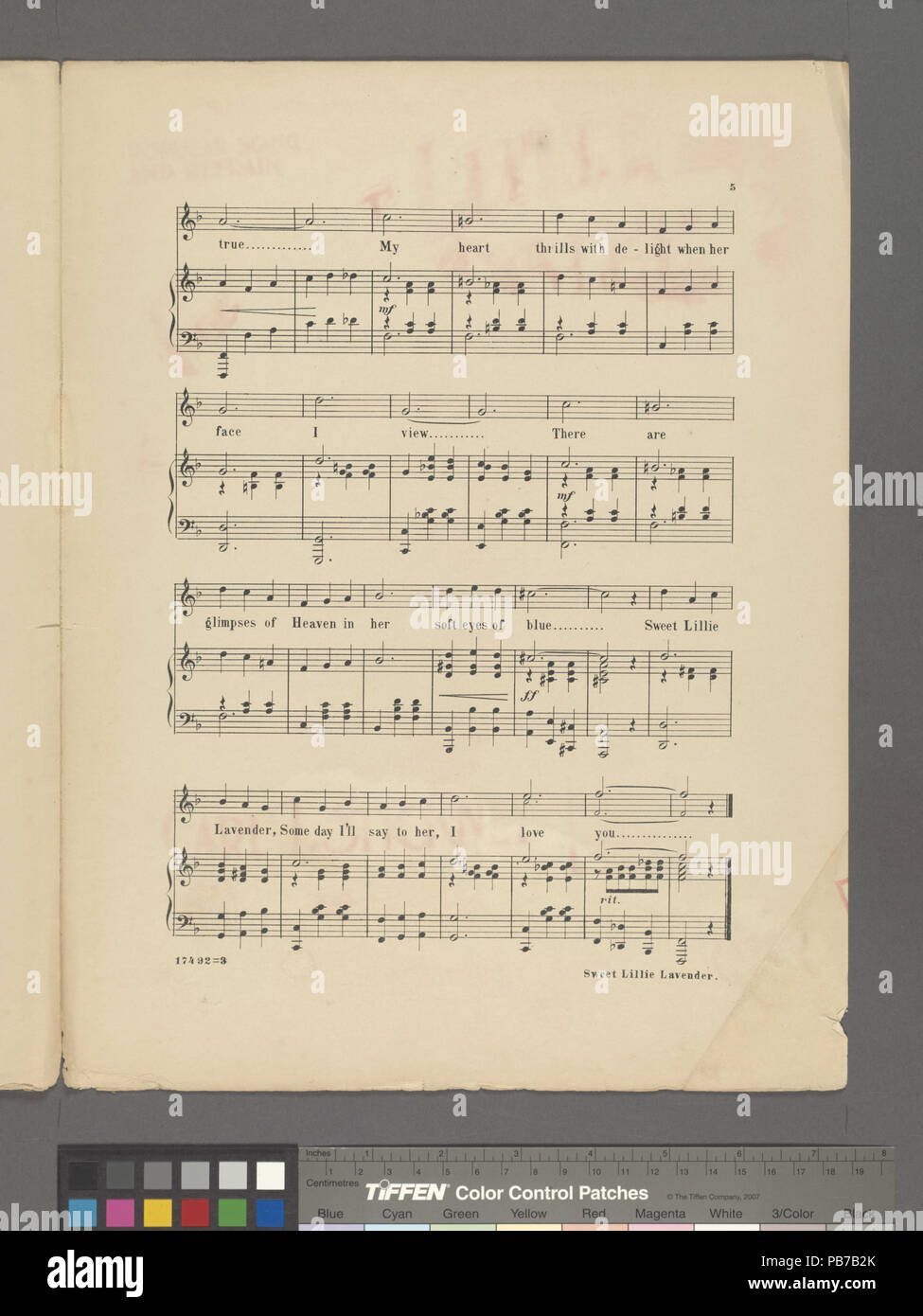 1590 Süße Lillie Lavendel (NYPL Hades -610147-1817769) Stockfoto