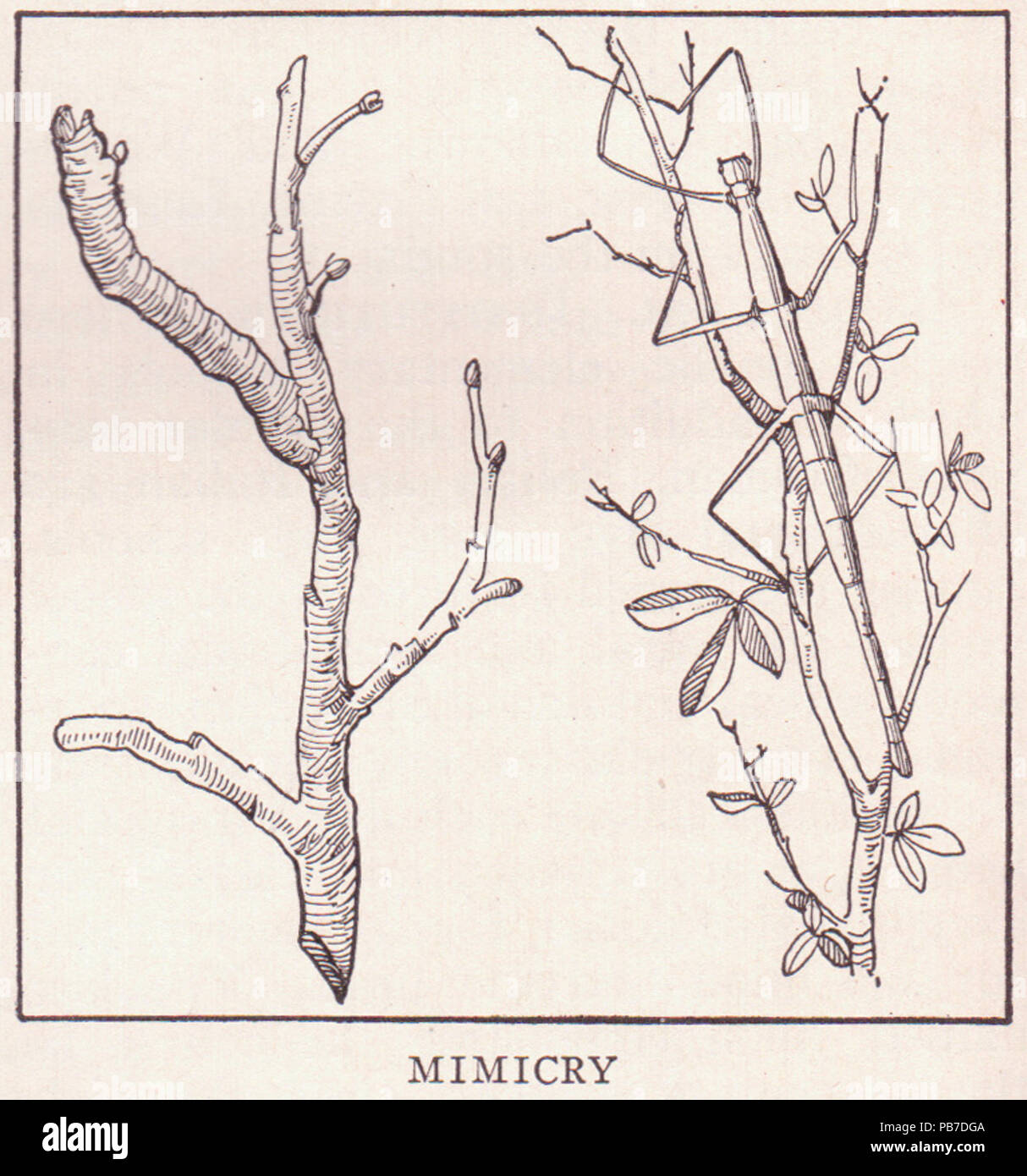 1047 Mimikry Seite 1854 Stockfoto