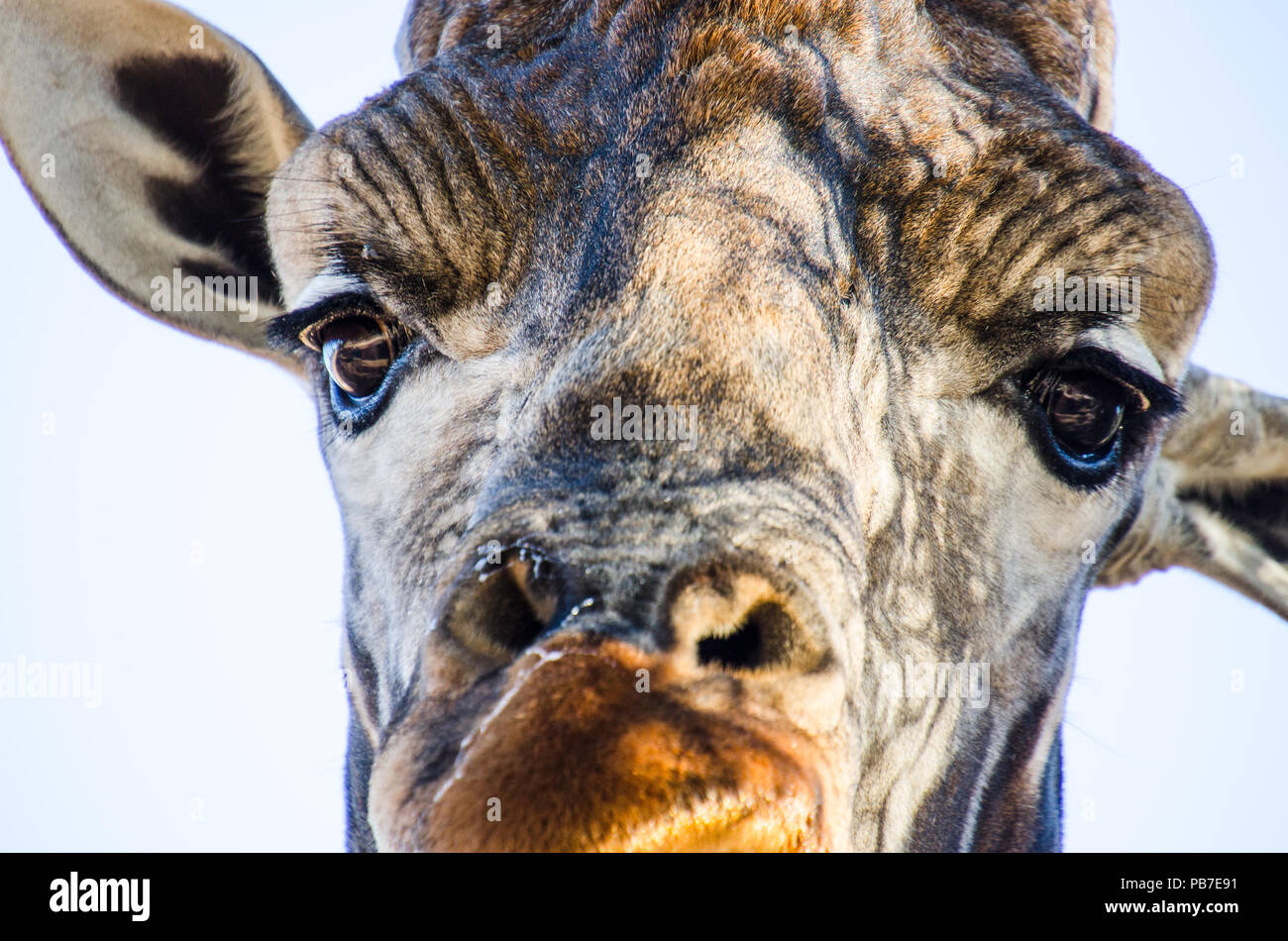 Nahaufnahme Detail von Erwachsenen Giraffe in die Kamera starrt, mit weißem Hintergrund. Stockfoto