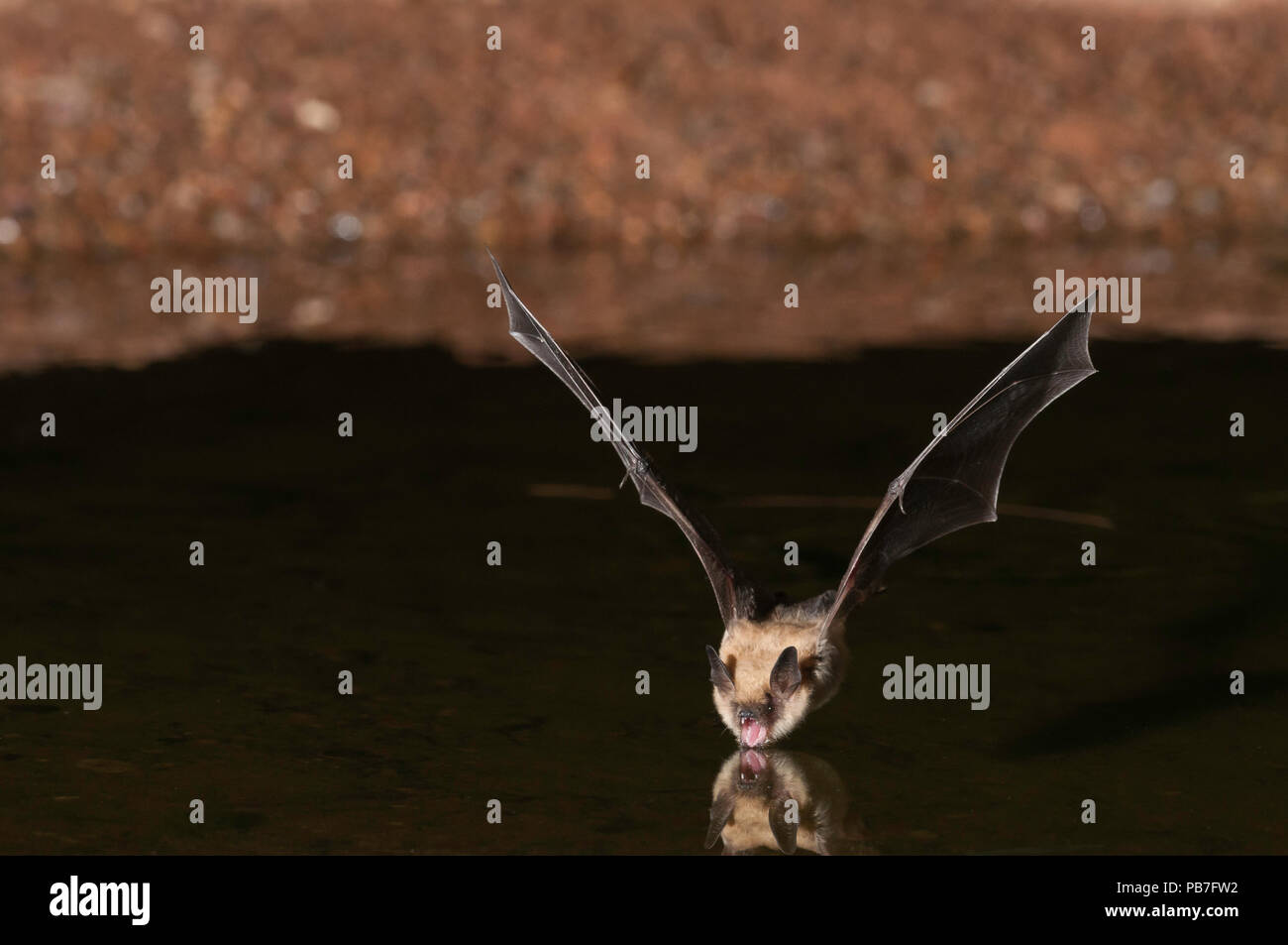 Große braune Fledermaus, Eptesicus Fuscus, Green Valley, Arizona, USA; ursprünglich aus Nordamerika, C-Amerika, Karibik & nördlichen Südamerika Stockfoto