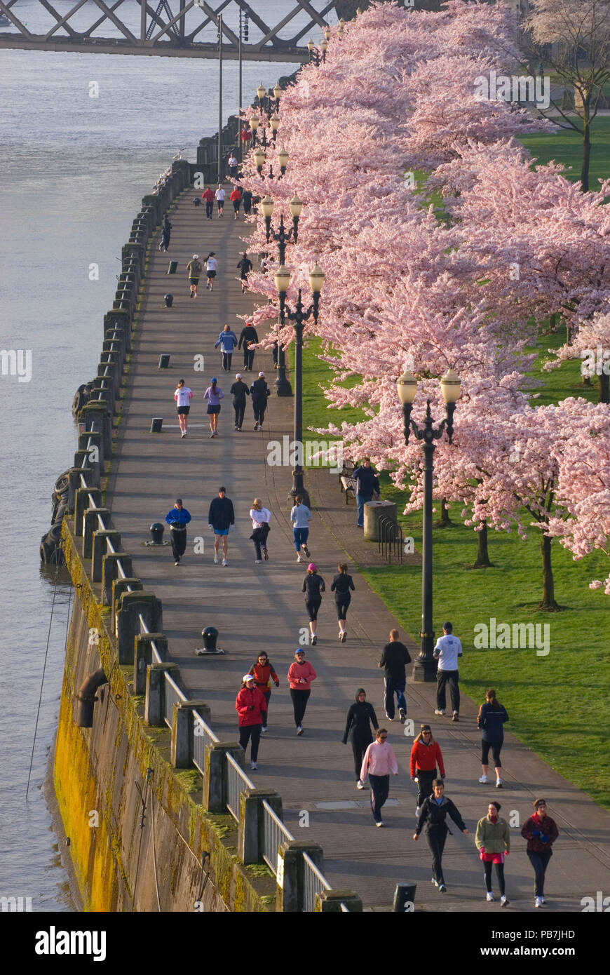 Uferpromenade mit dekorativen Kirschbäume von Steele Brücke, Tom McCall Waterfront Park, Portland, Oregon Stockfoto