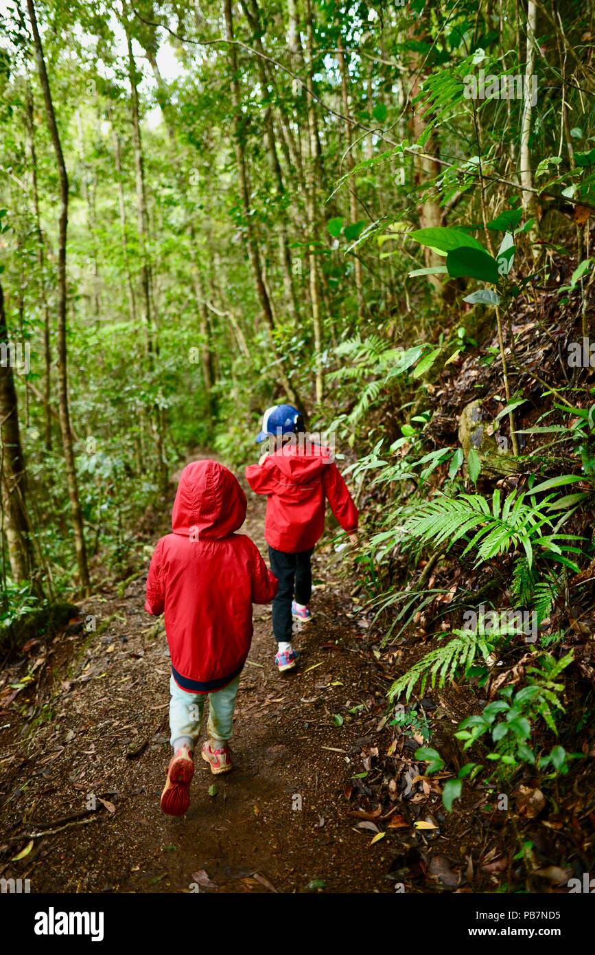Kinder wandern auf einem Pfad in einen tropischen Regenwald, Abendessen fällt und die Krater entfernt, Atherton Tablelands, QLD, Australien Stockfoto