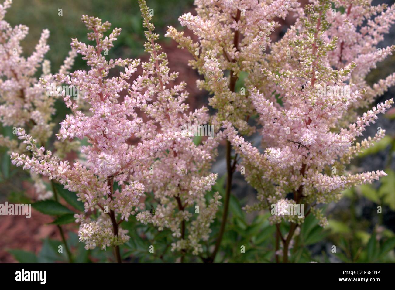 Rosa Astilbe in voller Blüte Stockfoto
