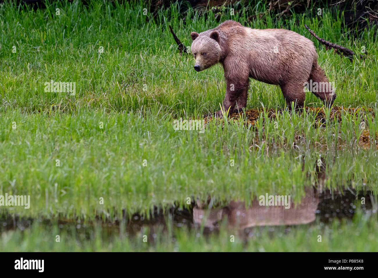 Grizzly Bear (Braunbär, Ursus arctos) entlang der Great Bear Rainforest Küste, erste Nationen Gebiet, British Columbia, Kanada. Stockfoto