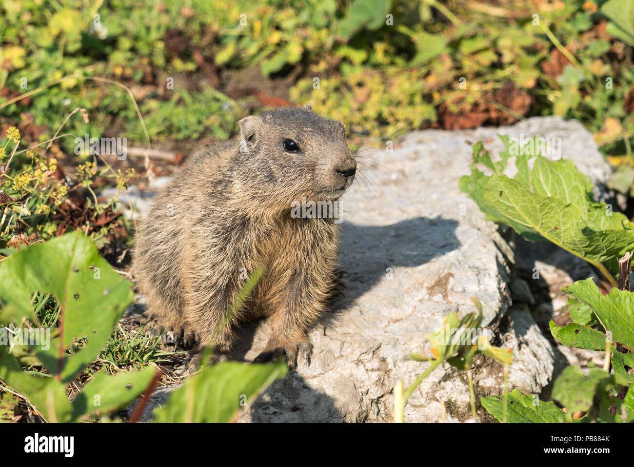 Neugierige junge alpine Marmot Cub in den Europäischen Alpen von Malbun, Liechtenstein Stockfoto