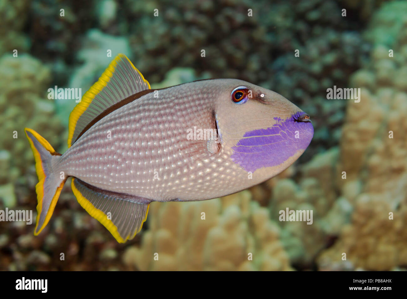 Die männlichen vergoldeten Drückerfische, Xanthichthys auromarginatus, ist bunter als die Weibchen. Die beiden verbringen viel Zeit über das Riff, wo die Stockfoto