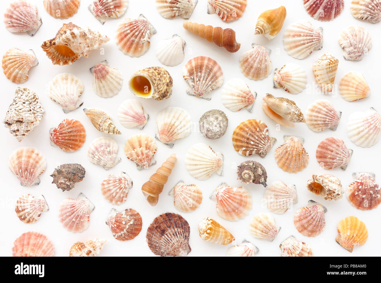 Vielzahl von Muscheln auf weißem Hintergrund. Stockfoto
