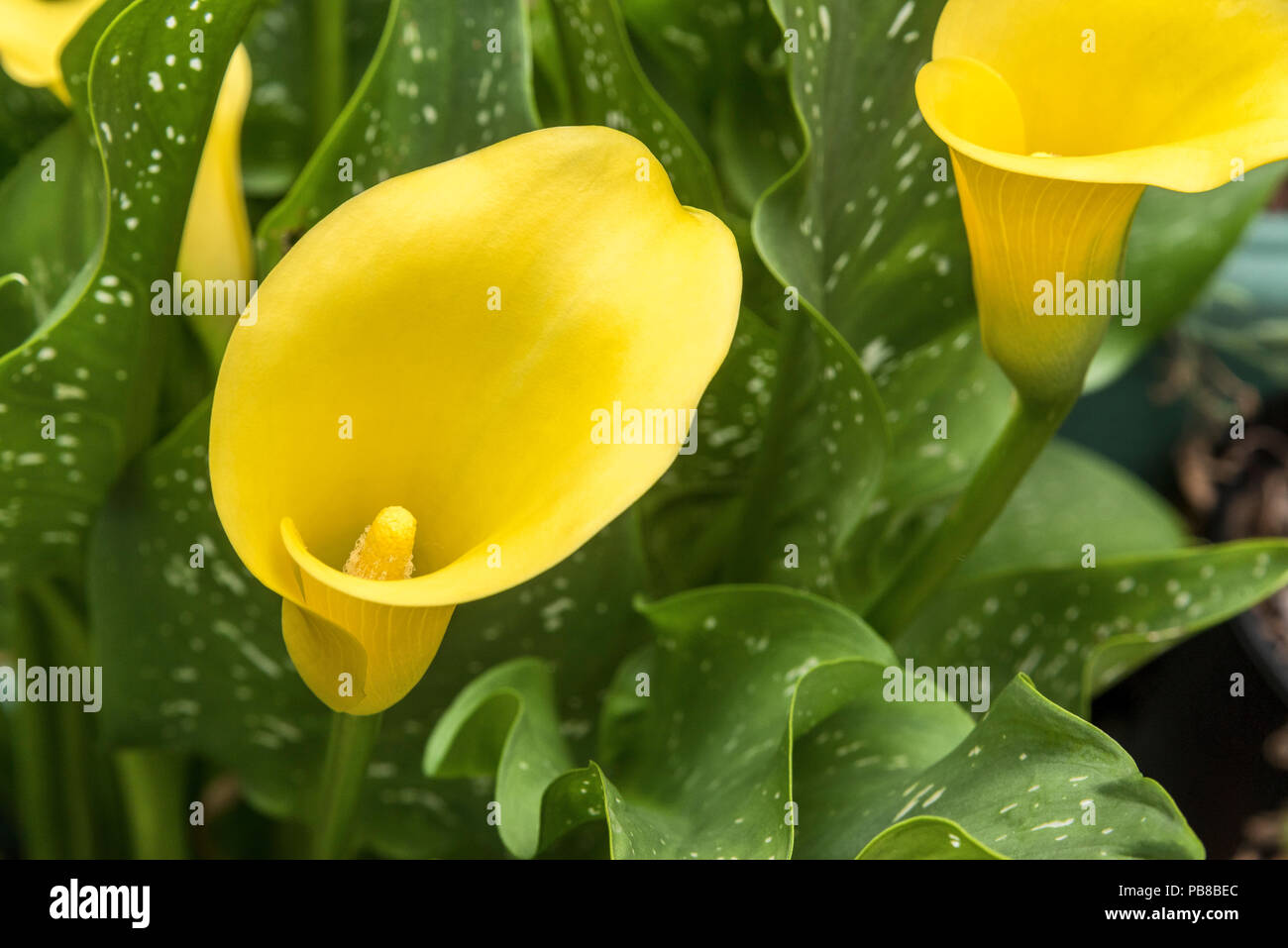 Arum lilie pflanze Fotos und Bildmaterial in hoher Auflösung Alamy