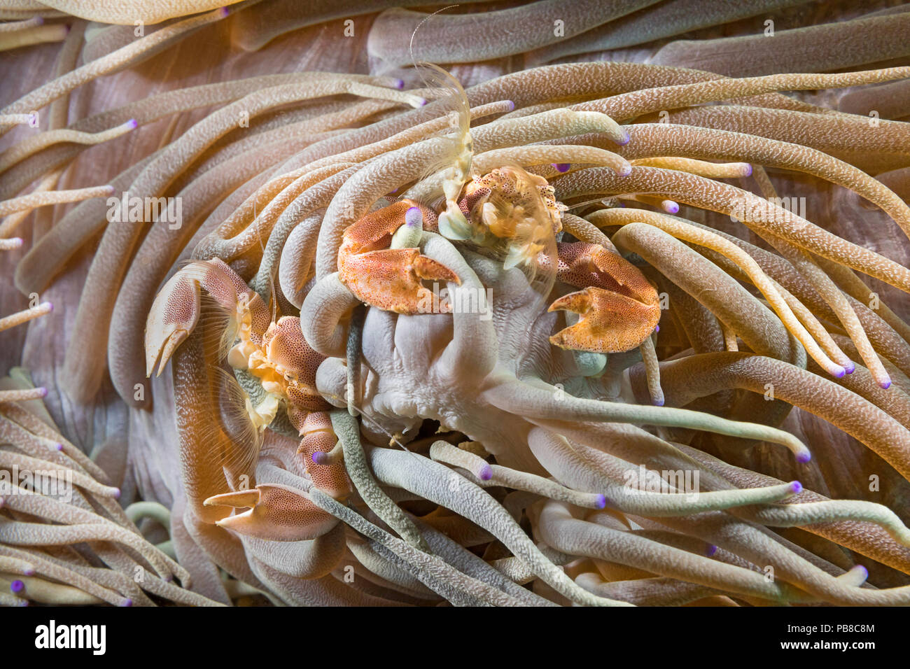 Männliche und weibliche Porzellan Krabben, Neopetrolisthes maculatus, Kommensalen in Seeanemonen, Philippinen. Stockfoto