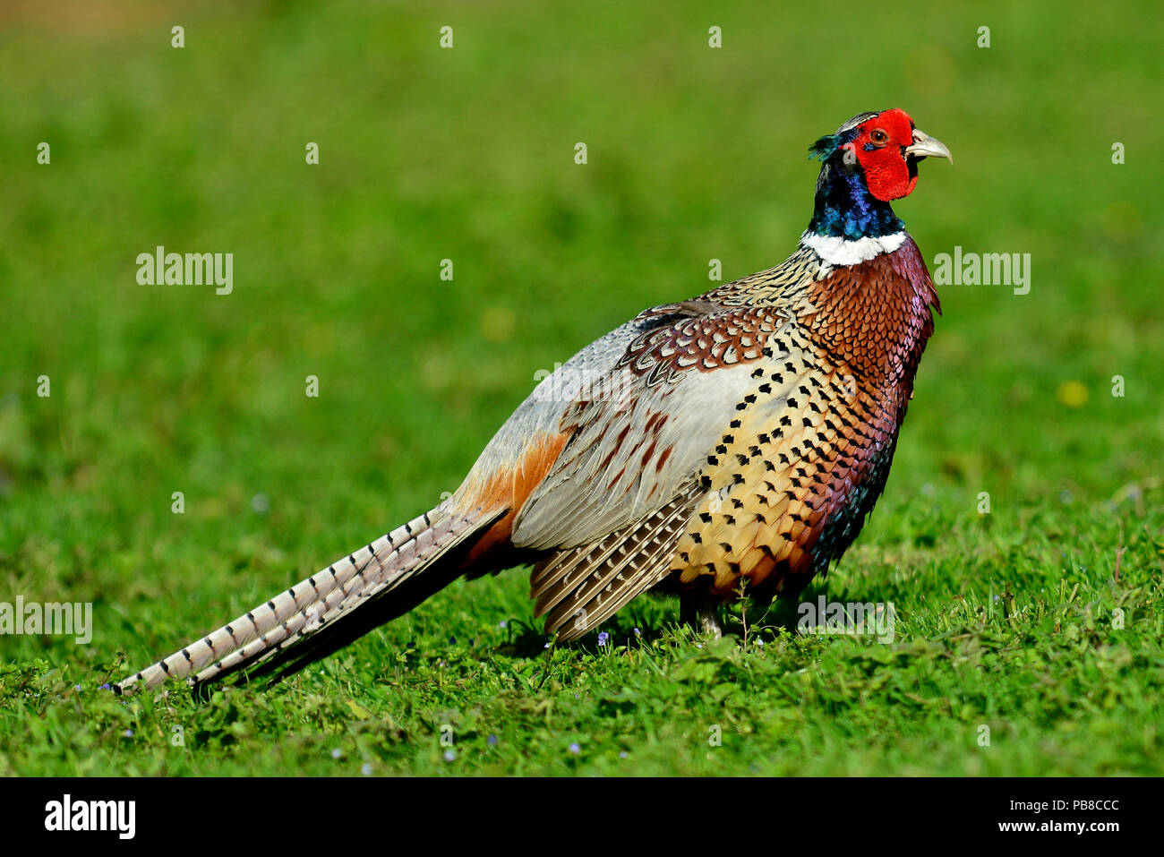 gemeinsamen Fasan Stockfoto