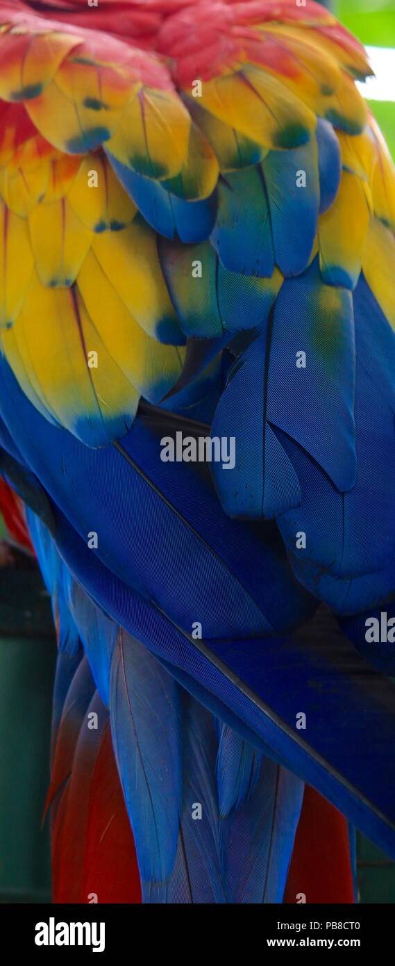 Nahaufnahme eines Aras Rot, Gelb und Blau Federn Stockfoto