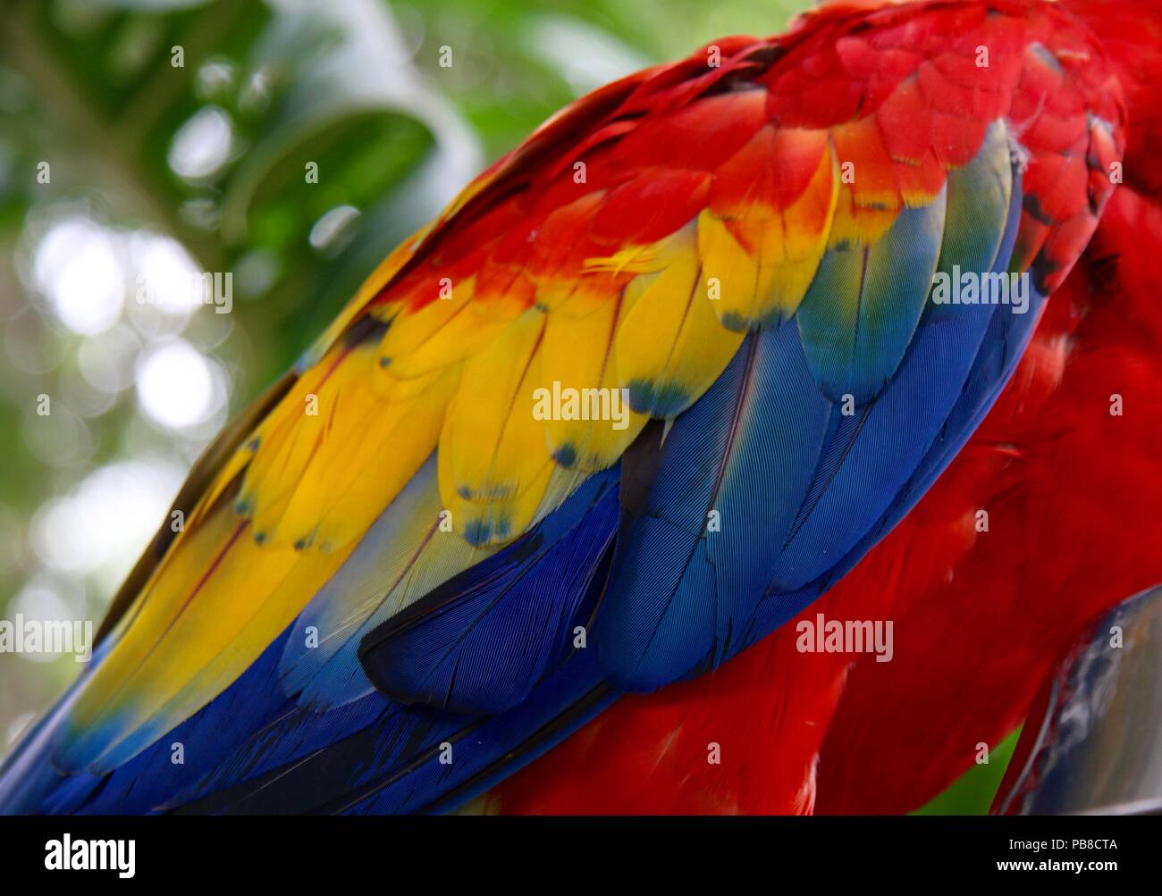 Nahaufnahme eines Aras Rot, Gelb und Blau Federn Stockfoto